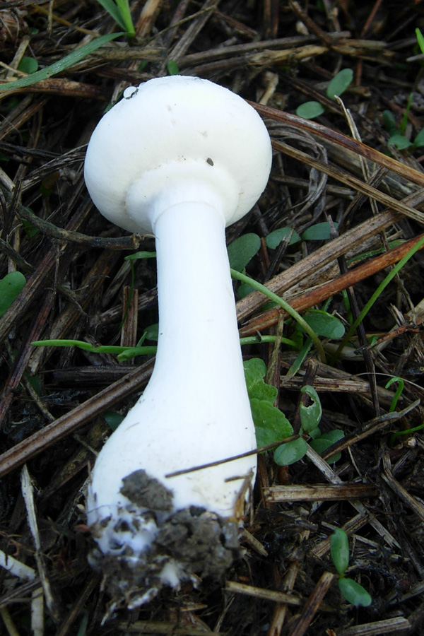 Dal mio giardino: Clitocybe ?